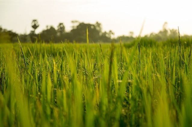 Un campo di riso. Credit: 9bombs