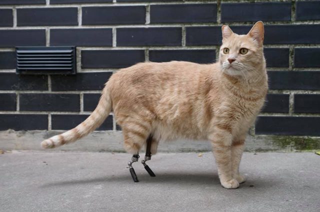 Il gatto Vito. Credit: <a href="https://www.facebook.com/vituzzosuperstar/" target="_blank" rel="nofollow noopener">Vituzzo superstar/facebook</a>