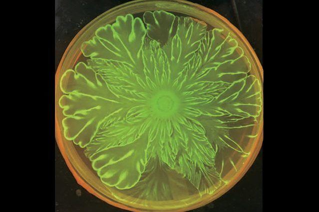 La coreografia floreale dei batteri. Credit: Xiong et al., ELife, 2020