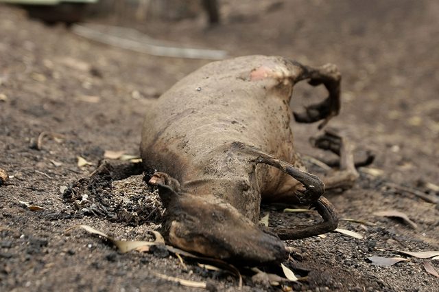 Incendi in Australia, gli animali uccisi sono oltre un miliardo: è una catastrofe