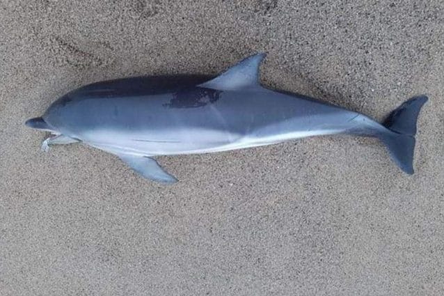 Il delfino spiaggiato in Cornovaglia. Credit: Christine Rosser