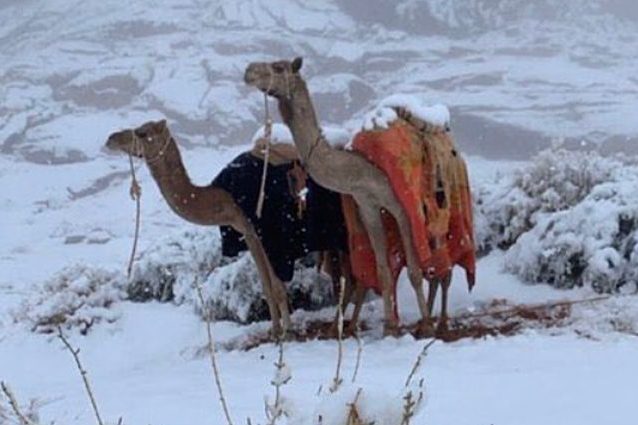 Dure dromedari nella regione innevata di Tabuk, in Arabia Saudita. Credit: Zaiboo/Twitter