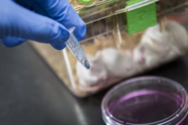 Uno scienziato testa il "phorbiplatin". Credit: City University di Hong Kong