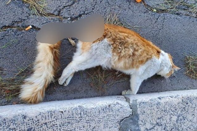 Il gatto seviziato a Brindisi. Credit: AIDAA/Facebook