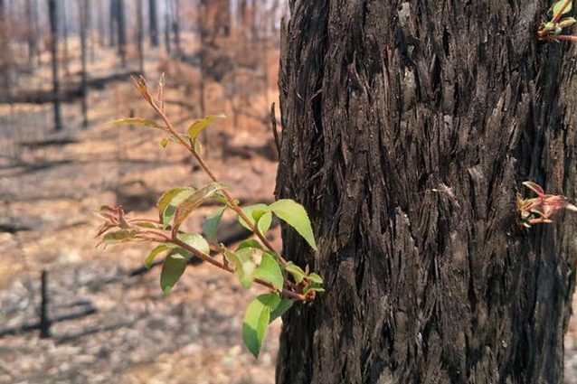Una piantina germoglia dal tronco di un albero bruciato dalle fiamme. Credit: Koala Hospital Port Macquarie