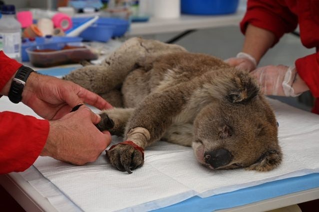 Un koala salvato presso il Kangaroo Island Wildlife Park