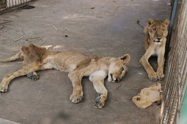 Due leoni denutriti nello zoo del Sudan. Credit: Osman Salih