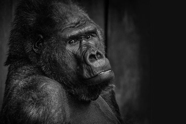 Il gorilla Massa. Credit: Kfrefeld Zoo
