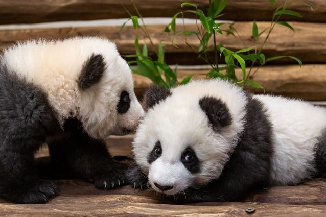 I panda gemelli nati allo zoo di Berlino Meng Xiang e Meng Yuan, conosciuti anche come Pit e Paule. Credit: Zoo di Berlino