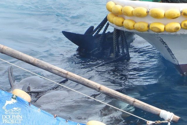 I delfini legati dopo la cattura. Credit: Dolphin Project