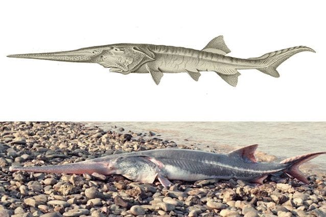 Il pesce spatola cinese