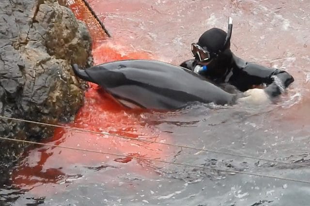 La stenella striata prova a scappare e si ferisce gravemente contro le rocce. Credit: Dolphin Project