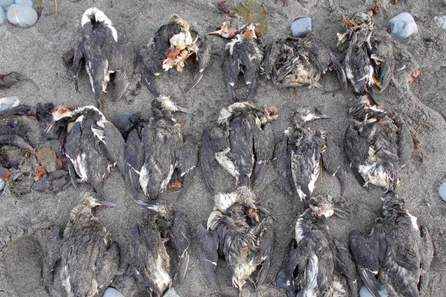 La carcasse delle urie morte trovate lungo la costa dell’Alaska. Credit: COASST