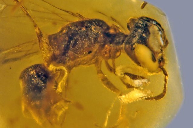 L’ape preistorica Discoscapa apicula, la prima con polline mai trovata. Credit: George Poinar Jr., OSU College of Science.