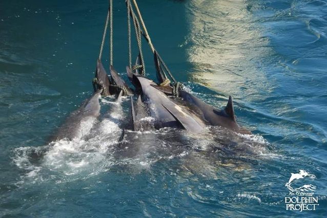 Esemplari di peponocefalo catturati e legati per la pinna caudale, prima della macellazione. Credit: Dolphin Project