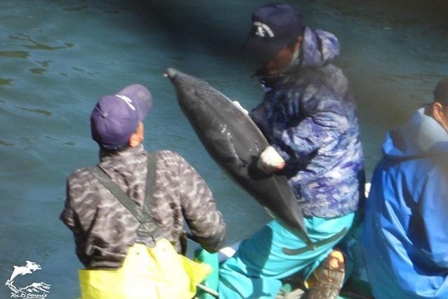 Un cucciolo di stenella striata catturato dopo aver tentato la fuga. Credit: Ric O’Barry’s Dolphin Project