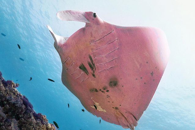 L’Ispettore Clouseau, l’unica manta rosa conosciuta al mondo. Credit: Project Manta