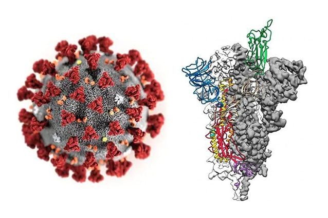 A sinistra, render del coronavirus, a destra struttura molecolare della proteina–spike. Credit: Centers for Disease Control and Prevention (CDC) in Atlanta, Georgia, U.S. January 29, 2020. Alissa Eckert, MS; Dan Higgins, MAM/CDC/Handout – Jason McLellan / Univ. Del Texas ad Austin