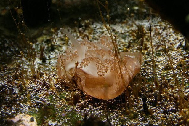 Una "medusa capovolta" adagiata sul fondale marino. Credit: Marco Almbauer