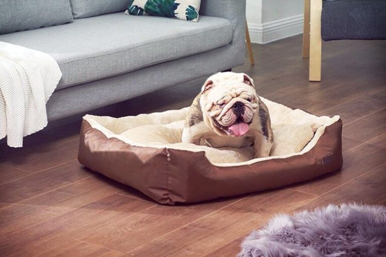 migliori cucce per cani
