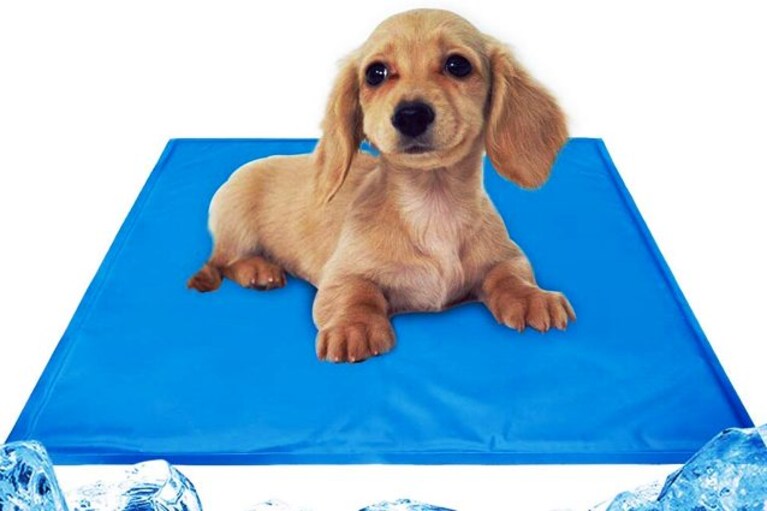 migliori cucce per cani
