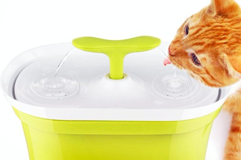 migliori fontanelle per gatti
