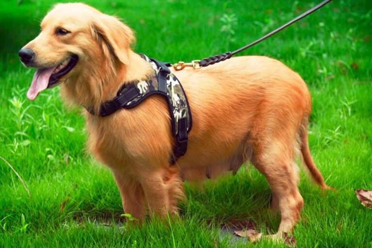 migliori pettorine per cani