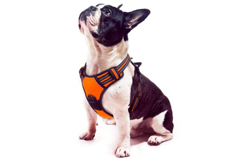 migliori pettorine per cani
