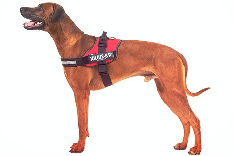 migliori pettorine per cani