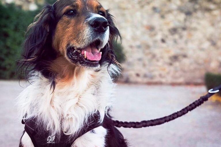migliori pettorine per cani
