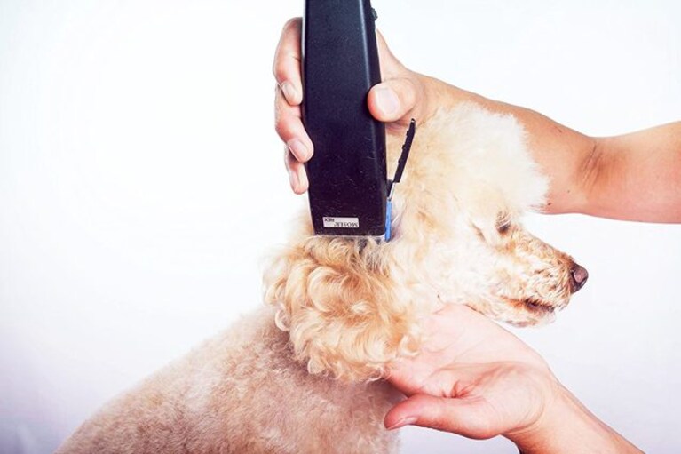 migliori tosatrici per cani