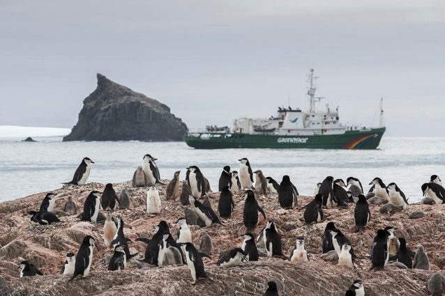 Colonia di pigoscelidi antartici. Credit: Greenpeace