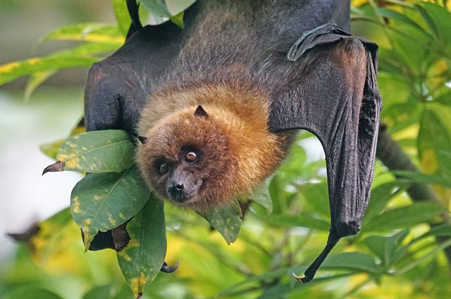 Una volpe volante, una specie di pipistrello. Credit: Pixel–mixer