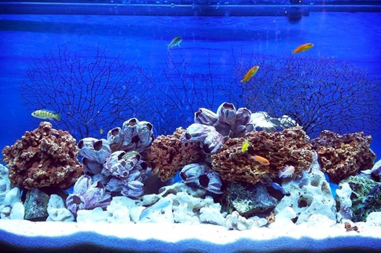 migliore sabbia per acquario