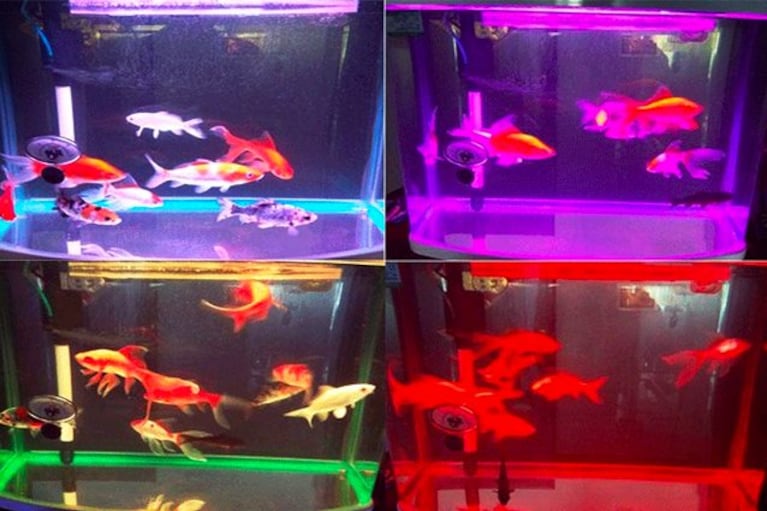 migliori lampade led per acquario