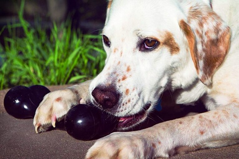 migliori ossi per cani