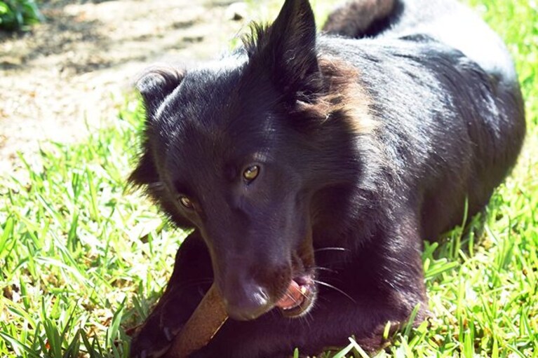 migliori ossi per cani