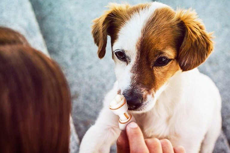 migliori ossi per cani