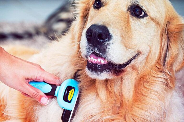 migliore spazzola per cani