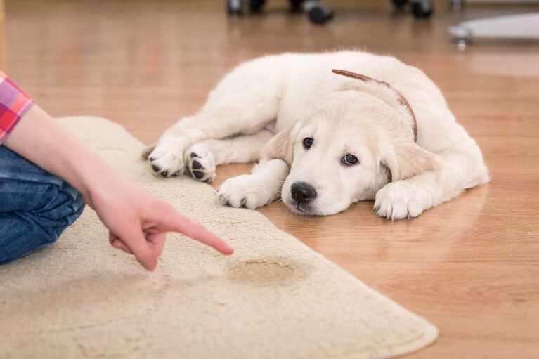 Come educare il cane a fare i bisogni sulla traversina