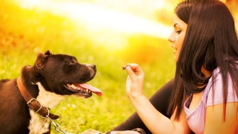 Come educare il cane a fare i bisogni sulla traversina