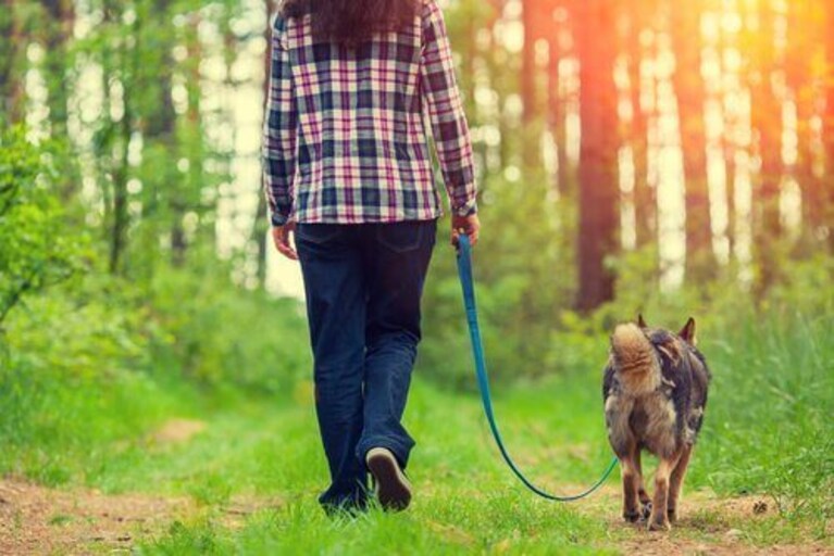 Come educare il cane a fare i bisogni sulla traversina