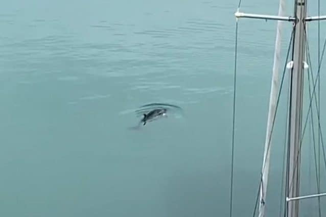 La balenottera minore avvistata nel porto di Anzio. Credit: Novella Cappelletti/Creature del Mare – Facebook