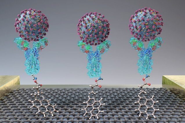 Un render che schematizza il funzionamento del biosensore. Credit: ACS Nano