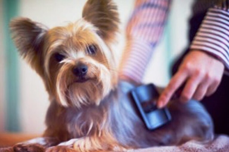 come tosare il cane in casa