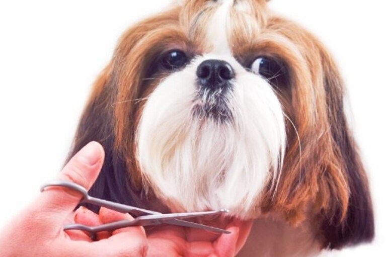 come tosare il cane in casa