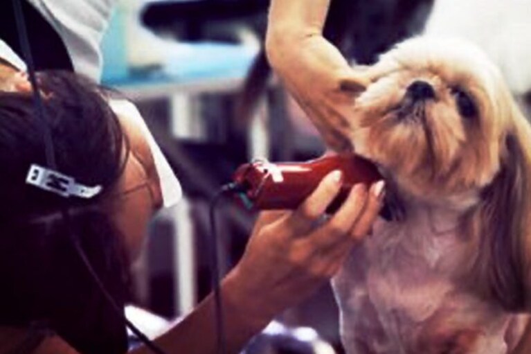 come tosare il cane in casa