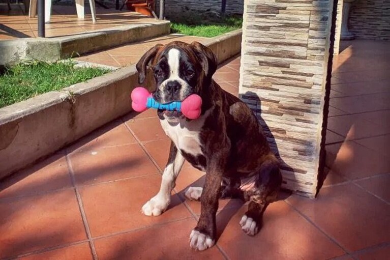come tosare il cane in casa