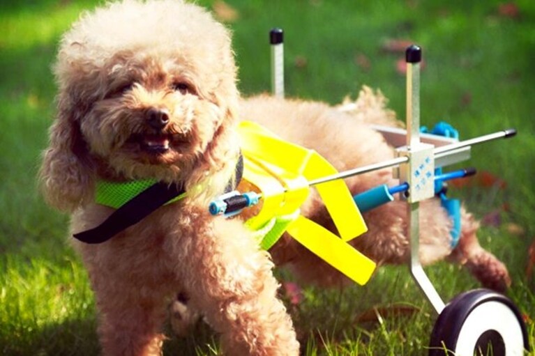migliori carrellini per cani