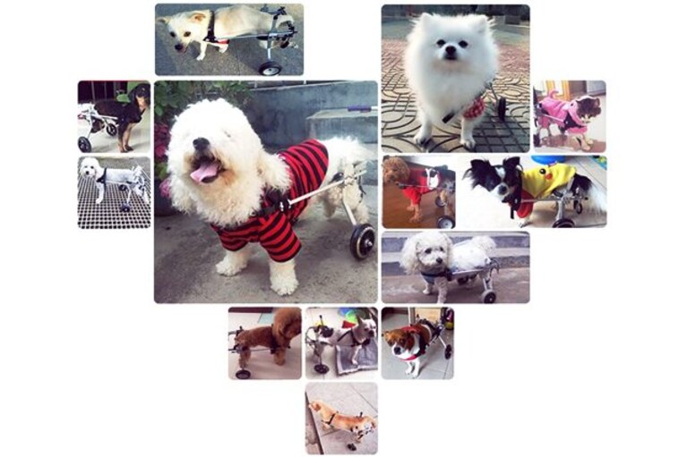 migliori carrellini per cani